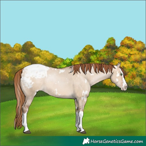 Horse Color:White Spotted Brown Pearl Dun Splash Appaloosa Rabicano 