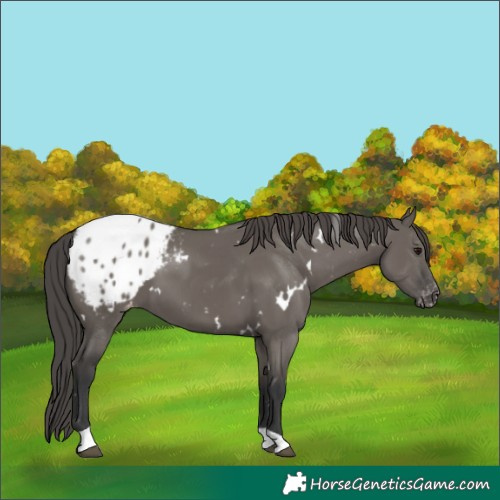 Horse Color:White Spotted Grullo Tobiano Appaloosa Rabicano 