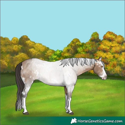 Horse Color:White Spotted Brown Dun Splash Rabicano 