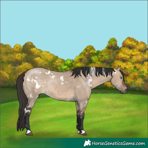 Horse Color:White Spotted Brown Dun Rabicano 