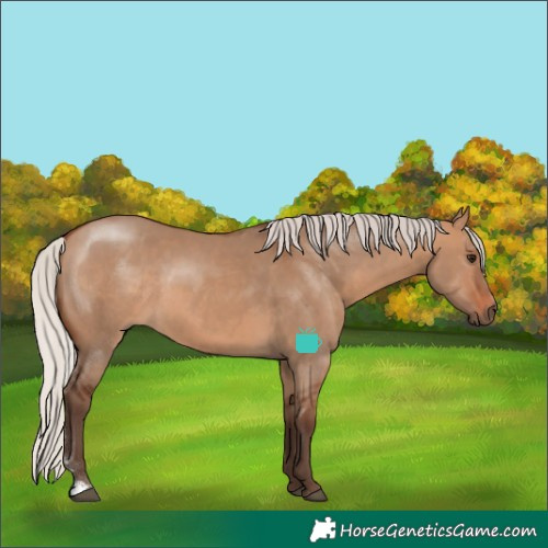 Horse Color:Silver Brown Dun Sabino Rabicano 