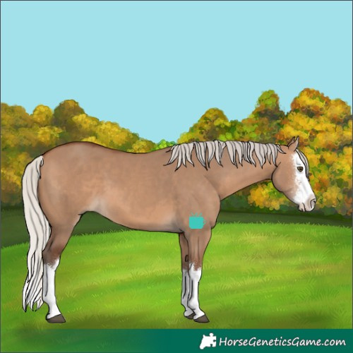 Horse Color:Silver Brown Dun Sabino Splash 