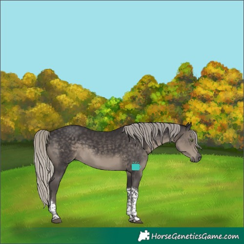 Horse Color:Silver Smoky Black Tobiano 