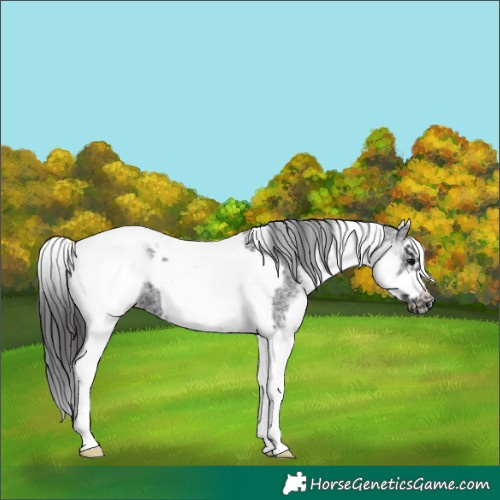 Horse Color:White Spotted Black Splash Tobiano Frame Appaloosa 