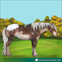 Horse Color:White Spotted Liver Chestnut Mushroom Sabino Appaloosa