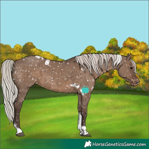Horse Color:White Spotted Silver Grullo Tobiano Appaloosa Rabicano Brindle 