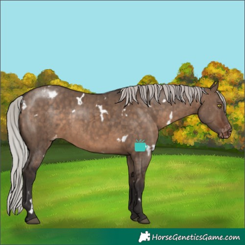 Horse Color:White Spotted Silver Brown Dun Appaloosa Rabicano Brindle 