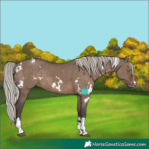 Horse Color:White Spotted Silver Grullo Tobiano Appaloosa Rabicano 