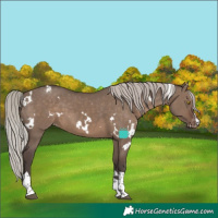 Horse Color:White Spotted Silver Grullo Tobiano Varnish Rabicano
