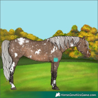 Horse Color:White Spotted Silver Brown Dun Appaloosa Rabicano