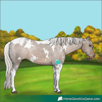Horse Color:White Spotted Silver Brown Dun Tobiano Appaloosa Rabicano Brindle