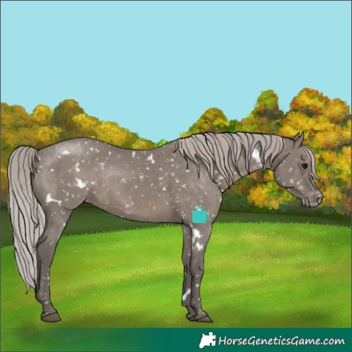 Horse Color:White Spotted Silver Grullo Appaloosa Rabicano Brindle