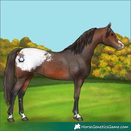 Horse Color:Bay Appaloosa 