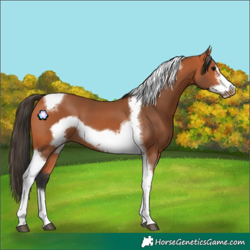 Horse Color:Bay Tobiano Frame 