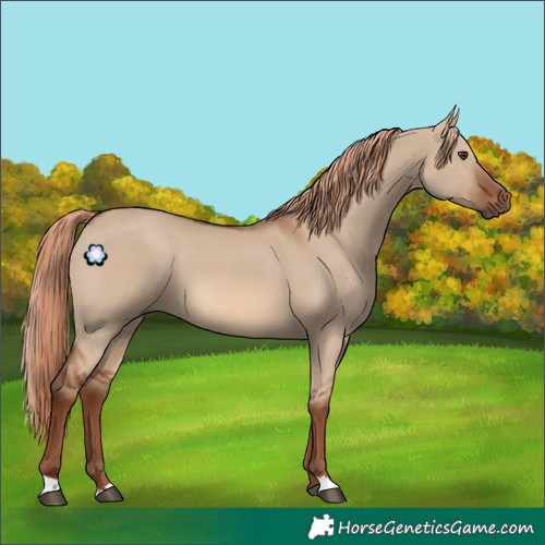 Horse Color:Red Dun