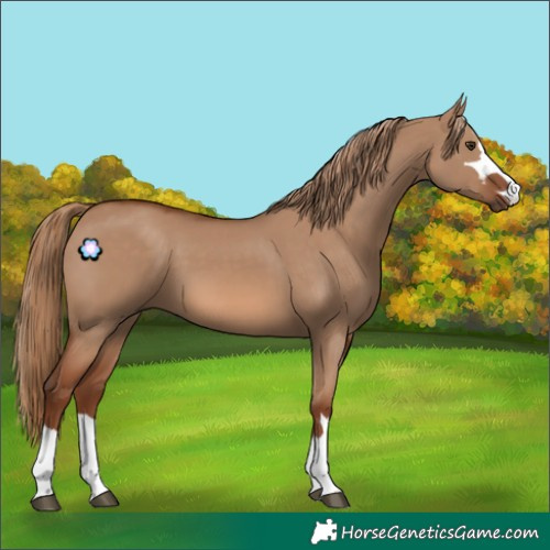 Horse Color:Red Dun