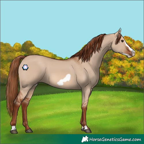 Horse Color:Red Dun Frame 