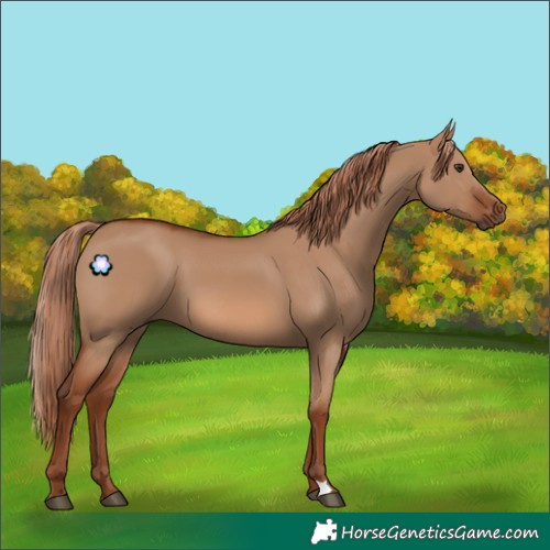 Horse Color:Red Dun