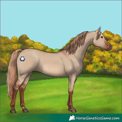 Horse Color:Red Dun