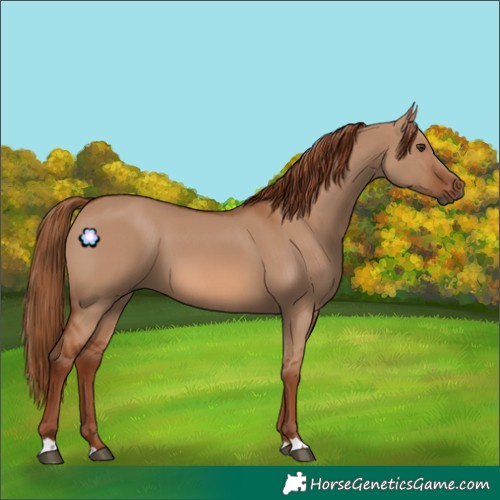 Horse Color:Red Dun