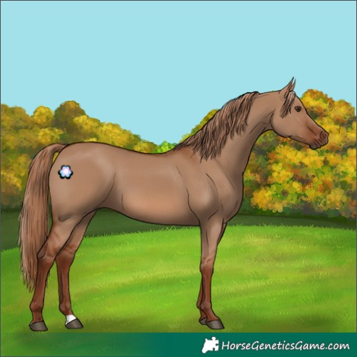 Horse Color:Red Dun 