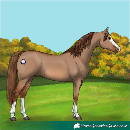 Horse Color:Red Dun 
