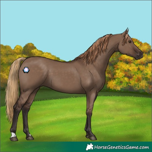Horse Color:Liver Red Dun 