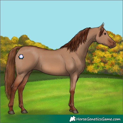 Horse Color:Red Dun