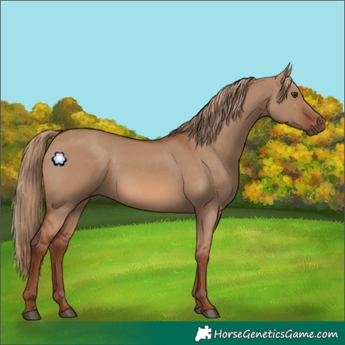 Horse Color:Red Dun Frame 
