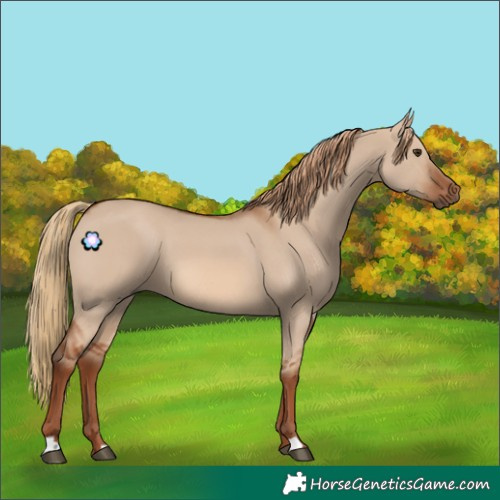 Horse Color:Red Dun