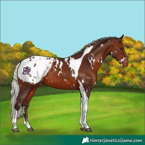 Horse Color:White Spotted Silver Brown Tobiano Appaloosa