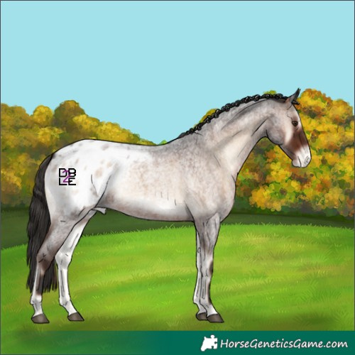 Horse Color:Liver Red Onyx Roan Appaloosa 