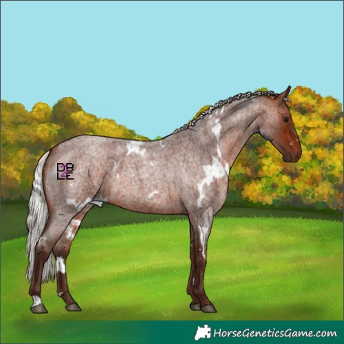 Horse Color:White Spotted Silver Bay Roan 