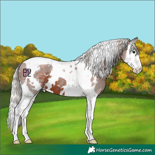Horse Color:White Spotted Silver Brown Splash Tobiano 