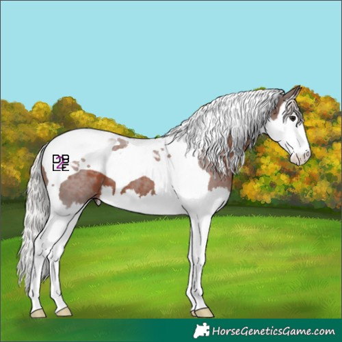 Horse Color:Silver Brown Splash Tobiano 