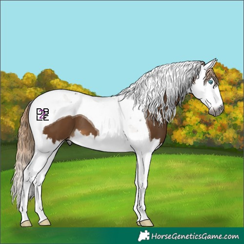 Horse Color:Gray White Spotted Chocolate Palomino Splash Tobiano