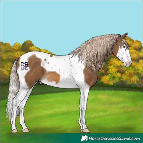 Horse Color:White Spotted Chocolate Palomino Splash Tobiano