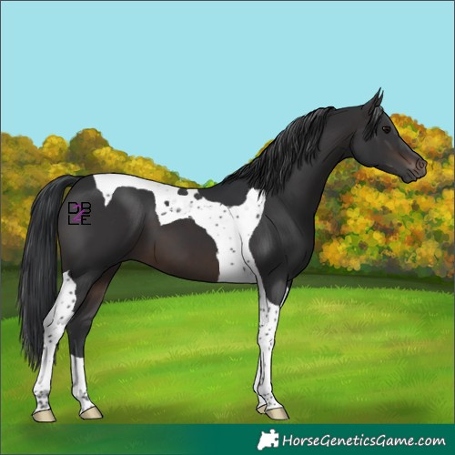 Horse Color:Brown Tobiano 