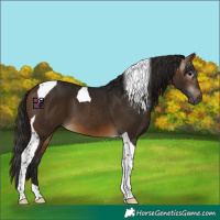 Horse Color:Gray Buckskin Tobiano