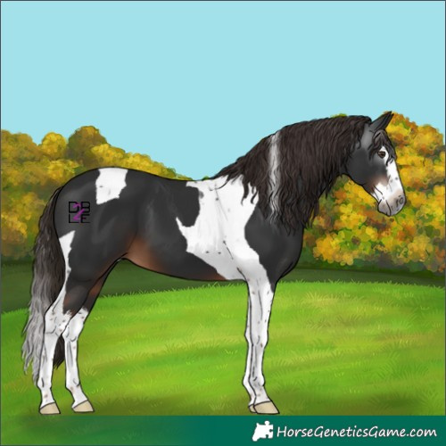 Horse Color:Gray White Spotted Liver Chestnut Splash Tobiano 