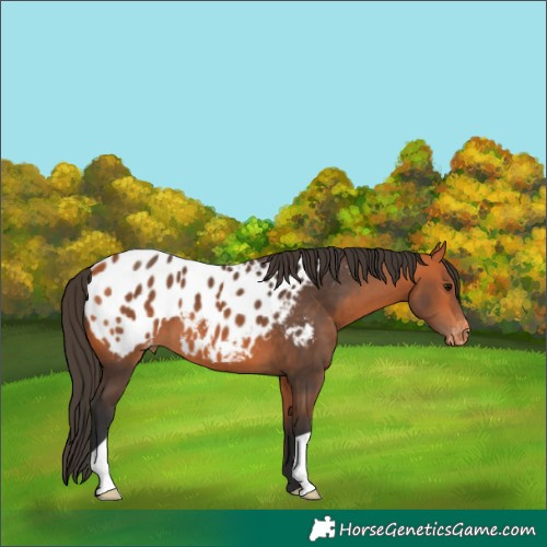 Horse Color:Bay Appaloosa