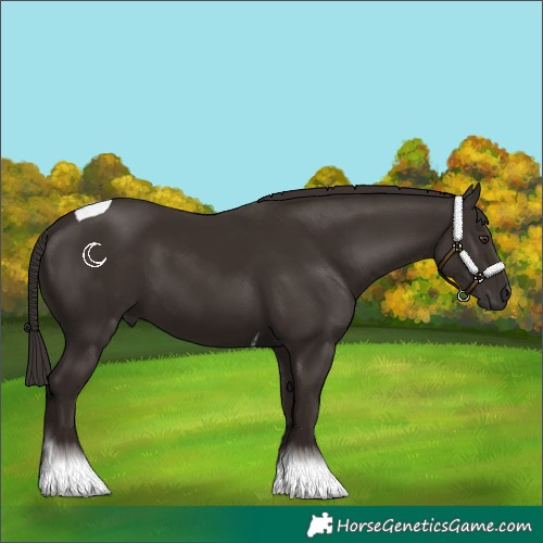 Horse Color:Liver Chestnut Tobiano 