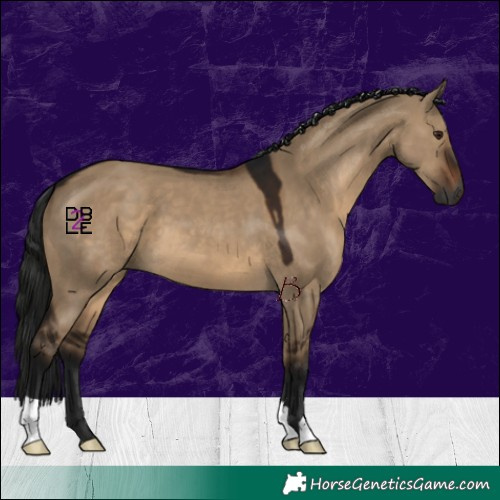 Horse Color:Gray Brown Dun 