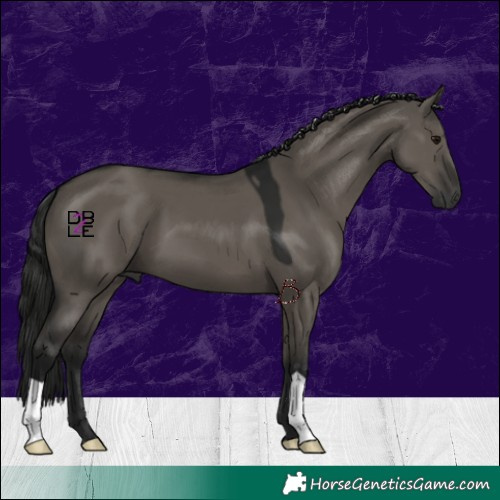 Horse Color:Gray Grullo 