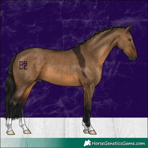 Horse Color:Gray Brown Dun