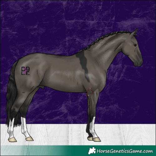 Horse Color:Gray Grullo