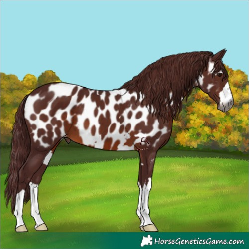 Horse Color:Gray Chocolate Brown Appaloosa 