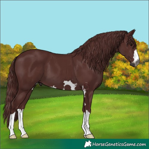 Horse Color:Gray Chocolate Black 