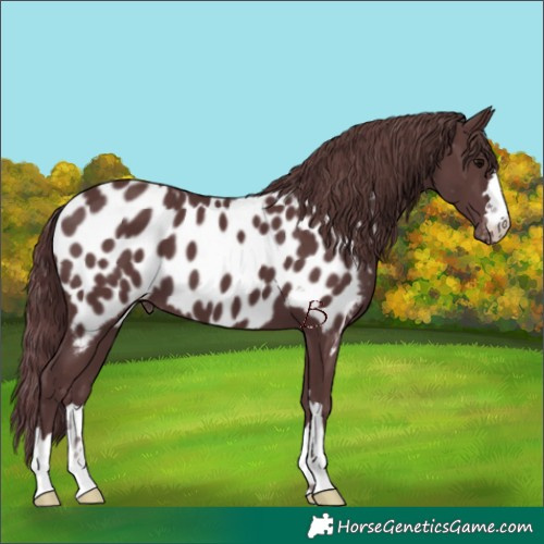 Horse Color:Chocolate Black Appaloosa 