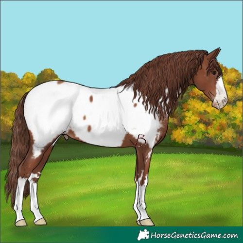 Horse Color:Gray Chocolate Black Pearl Appaloosa 
